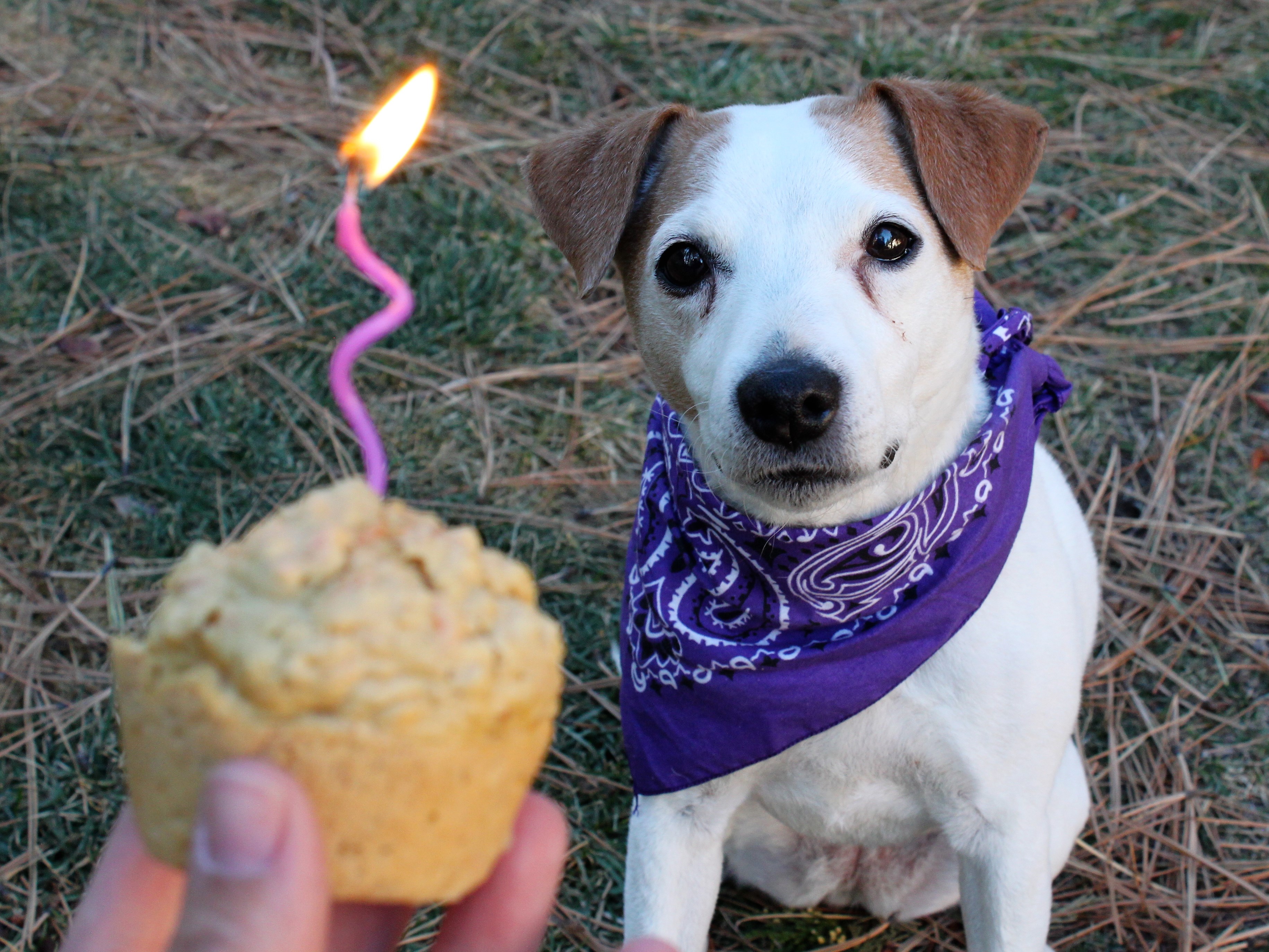 For the Birthday Dog: Carrot-Oat Pupcakes