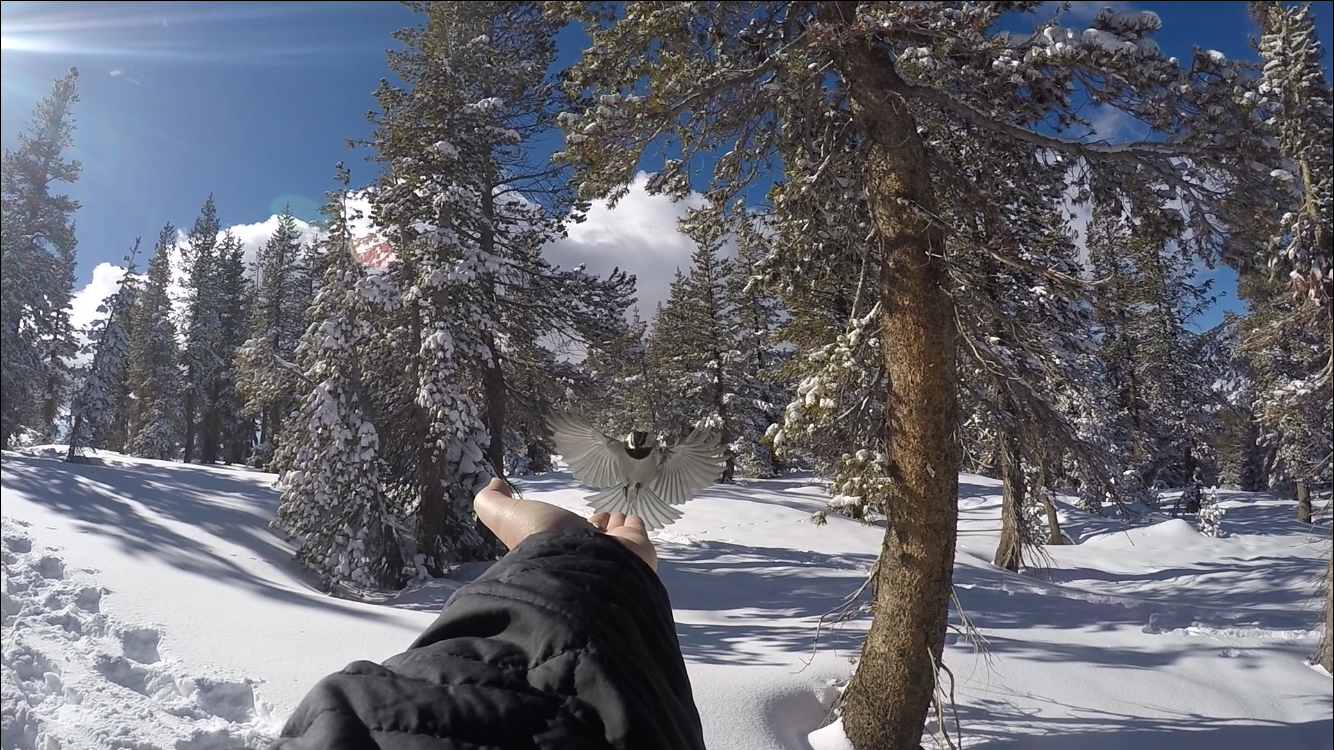 Hiking Chickadee Ridge, Lake Tahoe – Adventure Out There